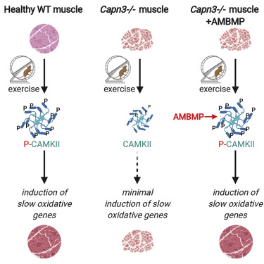 На рисунке дано сравнение влияния упражнений и выработки P-CAMKII на здоровую мышцу, мышцу с кальпаинопатией и на мышцу с кальпаинопатией при лечении молекулой AMBMP.